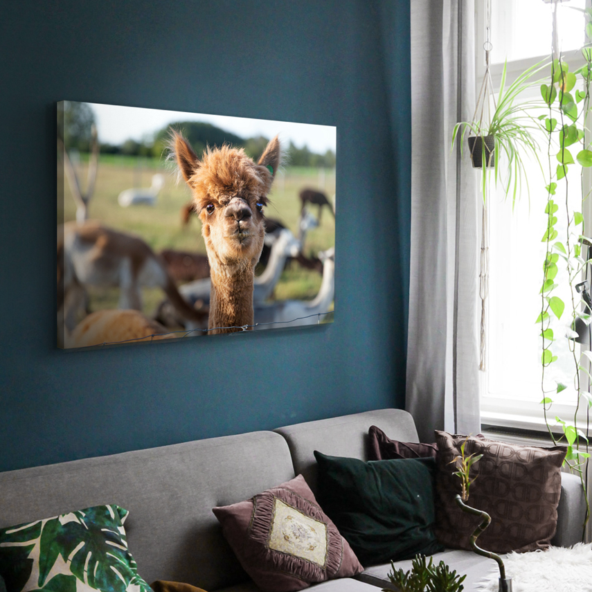 Tablou canvas Alpaca 2 - Pepanza.ro