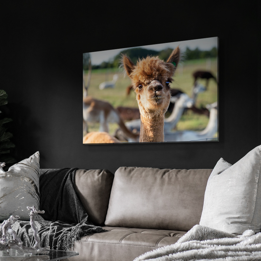 Tablou canvas Alpaca 3 - Pepanza.ro