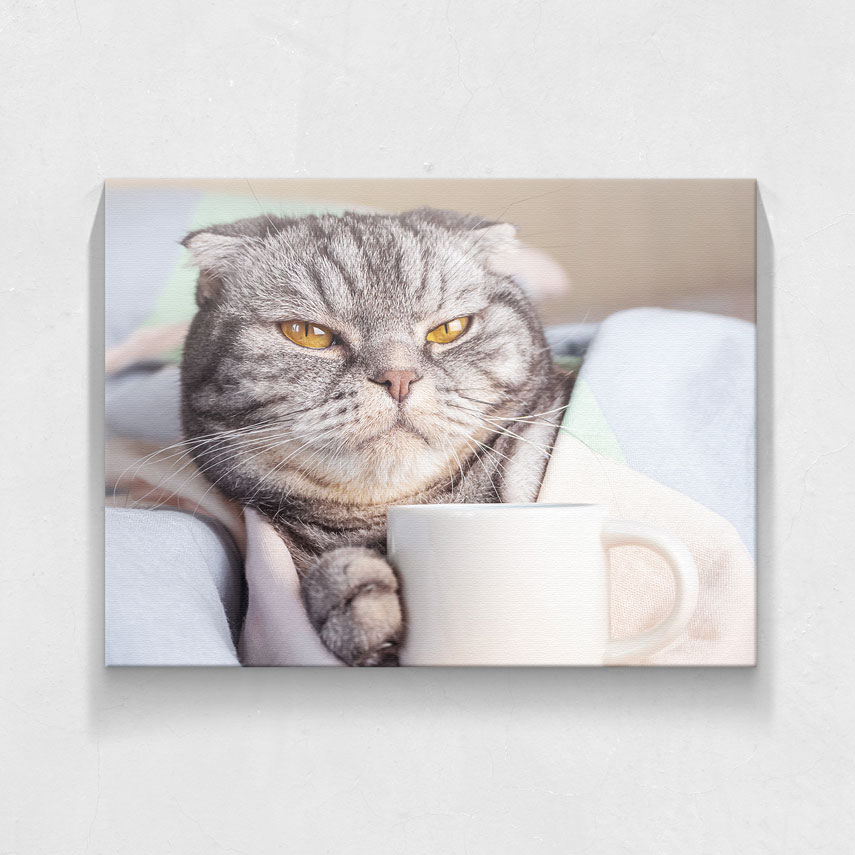 Tablouri Canvas - Tablou Animale Grumpy cat - Pepanza.ro