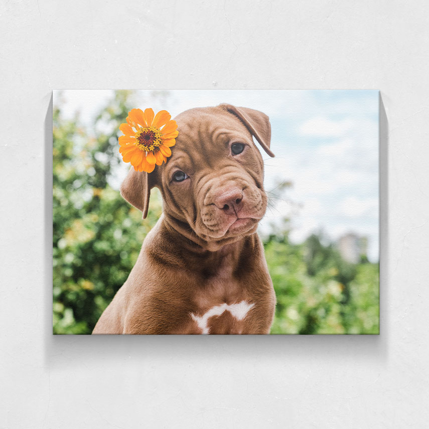 Tablou animale Puppy with flower- Pepanza.ro
