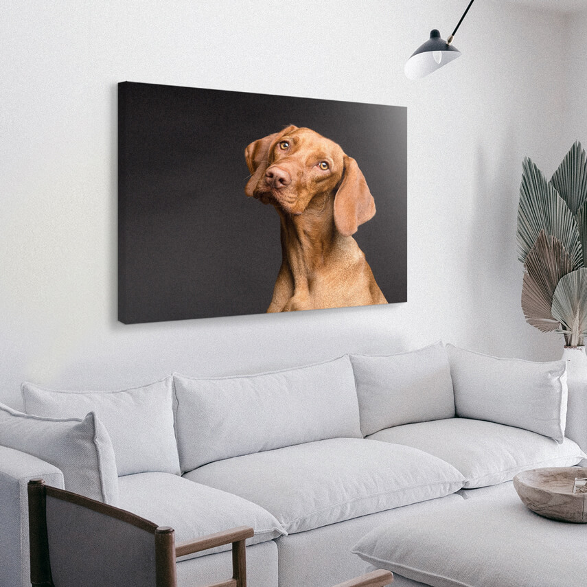Tablou canvas Cainele Vizsla 3 - Pepanza.ro