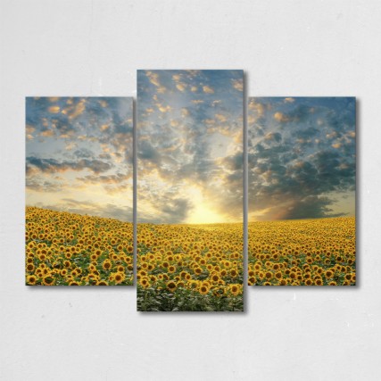 Tablouri Multicanvas - Tablou cu 3 piese Sunflower field - Pepanza.ro
